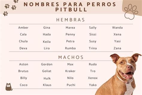 +205 Nombres para perros pitbull (machos y hembras) - Originales y con ...