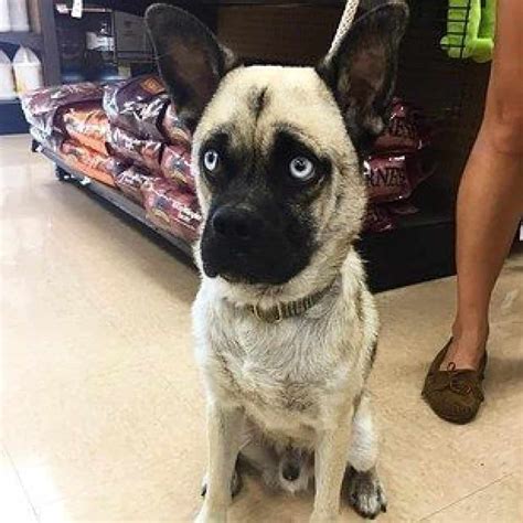 The Hug Dog: A Husky Pug Mix You’ll Definitely Love - Animalso