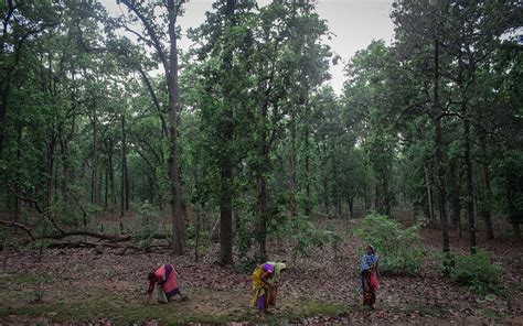 Decades of mining has ravaged Chhattisgarh’s Korba region. Its Hasdeo Arand forests could be next