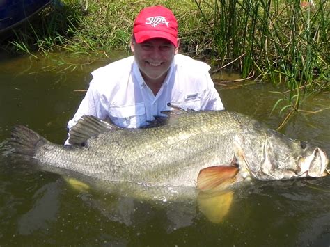 THE FISHING NEWS: Nile Perch at Murchison Falls in Uganda. Africa