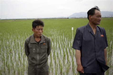 N. Korean farmers focus on fields | The Arkansas Democrat-Gazette - Arkansas' Best News Source