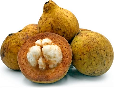 Wild Mangosteen Information, Recipes and Facts