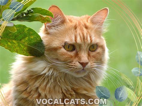 Orange Maine Coon Cat: Complete Guide - Vocal Cats