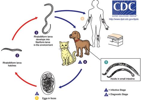 Are Hookworms in your soil? – Wondercide