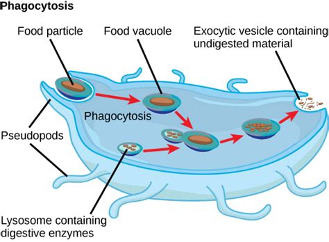 8.16E: Cell Structure, Metabolism, and Motility - Biology LibreTexts