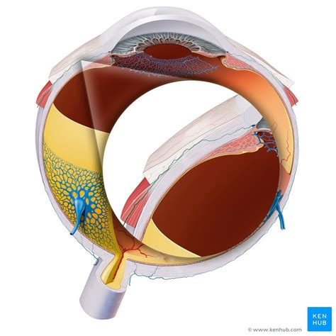 Canal of Schlemm: Location, function, glaucoma | Kenhub