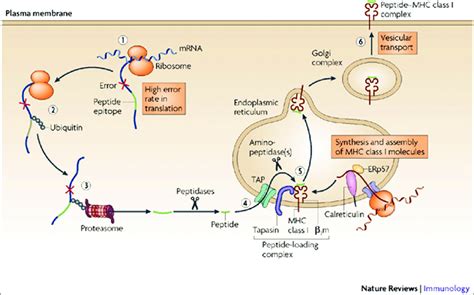 Antigen processing and presentation by major histocompatibility complex ...