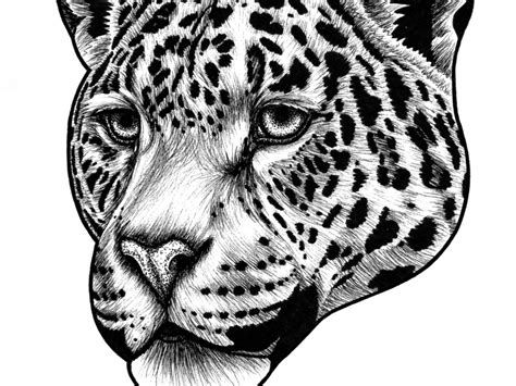 Jaguar Face Drawing at PaintingValley.com | Explore collection of ...