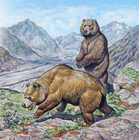 Extinct Cave Bear - Stock Image - C004/8079 - Science Photo Library