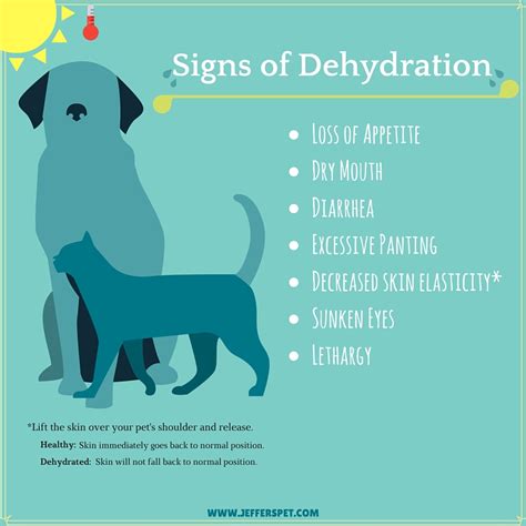 What Are Signs Of Dehydration In A Dog