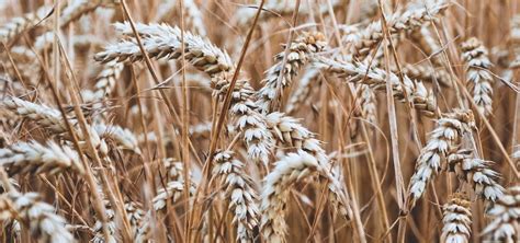 Maize harvest process could be completed by end of this month