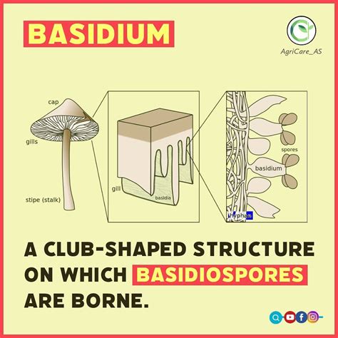 AgriCare As - Basidium, in fungi (kingdom Fungi), the... | Facebook