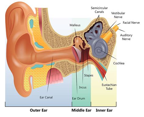 3 Types of Ear Infections That May Cause Hearing Loss