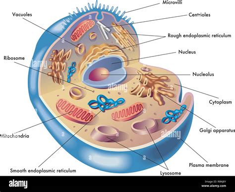 Medical illustration of elements of human cell Stock Vector Image & Art ...