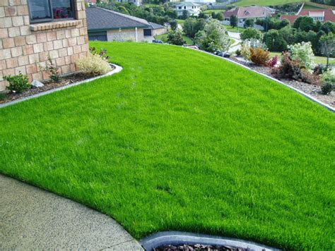 The Best Low-Maintenance Grass Varieties