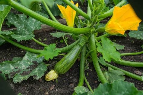 The Ultimate Guide to Squash Plants: Maximizing Your Yield - My Heart Lives Here