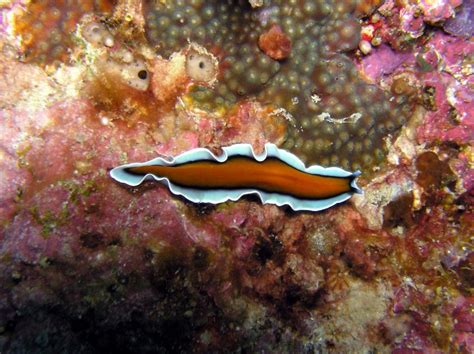 Real Monstrosities: Turbellarian Flatworm