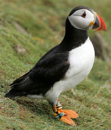 puffin – #SciFund Challenge