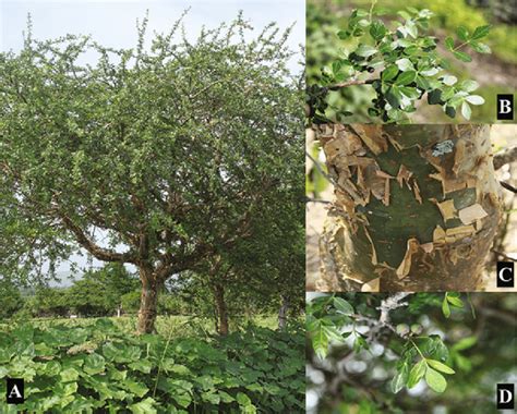 (a) Tree of Bursera fagaroides; (b) leaves; (c) typical exfoliating... | Download Scientific Diagram