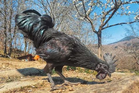 Ayam Cemani: Eggs, Height, Size and Raising Tips