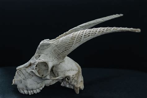 Side view of the goat skull by VictorSeiche on DeviantArt