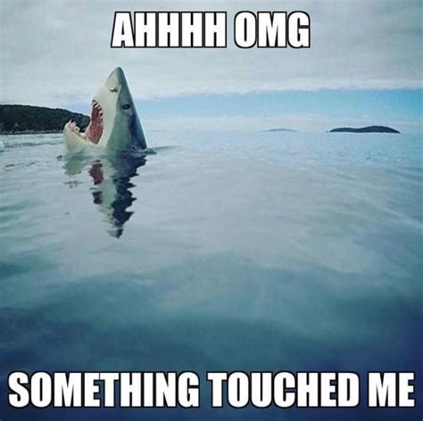 Funny Shark Week Memes for 2024 - Lola Lambchops