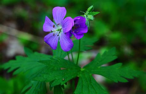 Spring Forest Flower Macro | Flowers| Free Nature Pictures by ForestWander Nature Photography