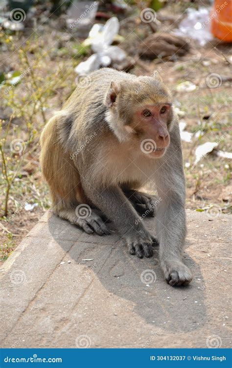 Cynomolgus monkey stock image. Image of animals, diffuse - 304132037