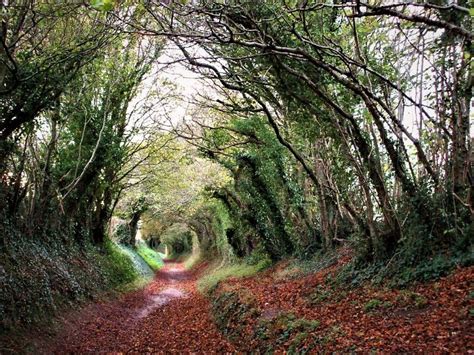 Halnaker tree tunnel, November 2015 by Gordon Bryan. #thegreatgordino # ...