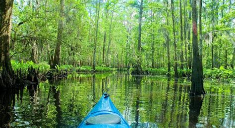 New Orleans Kayak Tours | Kayaking in Louisiana Bayous