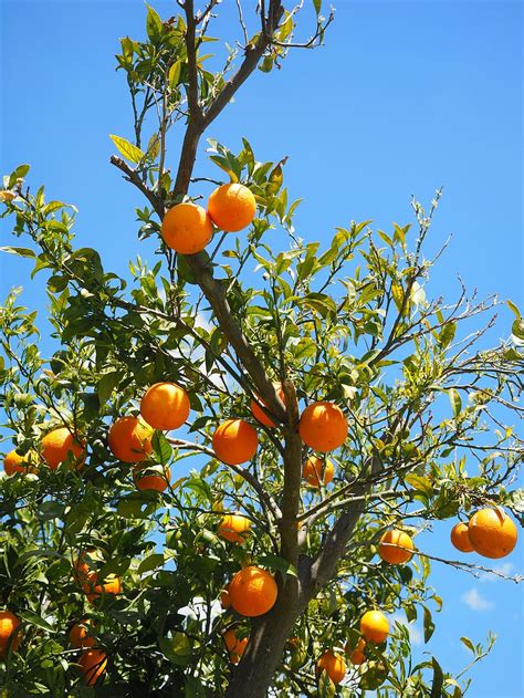 Orange Tree Image