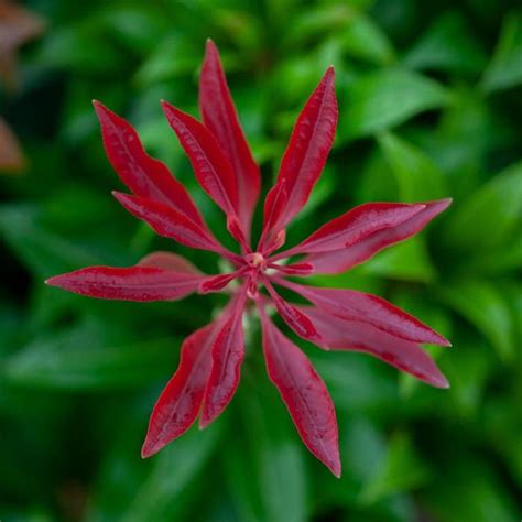 Pieris japonica 'Mountain Fire' - buy plants at Coolplants