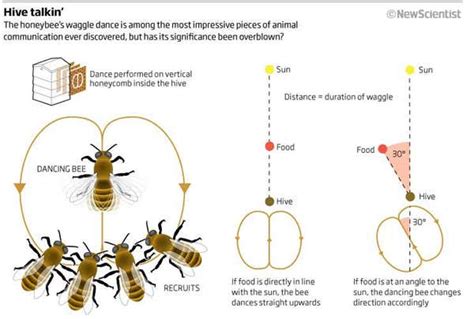 Rethinking the bee's waggle dance | New Scientist