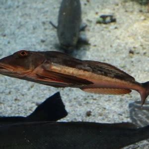 Tub gurnard - Facts, Diet, Habitat & Pictures on Animalia.bio