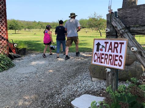 Door County Cherry picking underway | WLUK