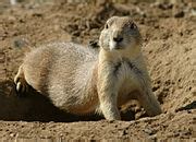 Category:Attentive animals - Wikimedia Commons