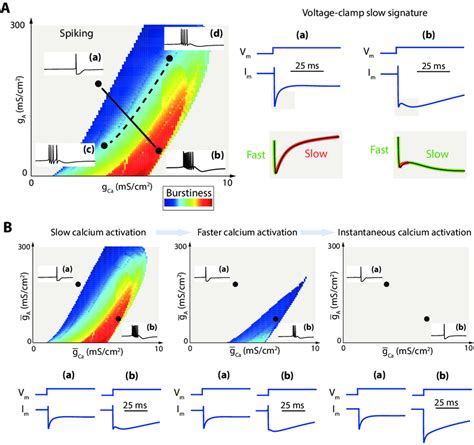 A. The slow transient in a voltage clamp experiment near threshold is a... | Download Scientific ...