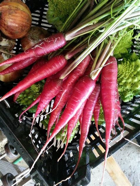 Purple carrots – Skylight Farms