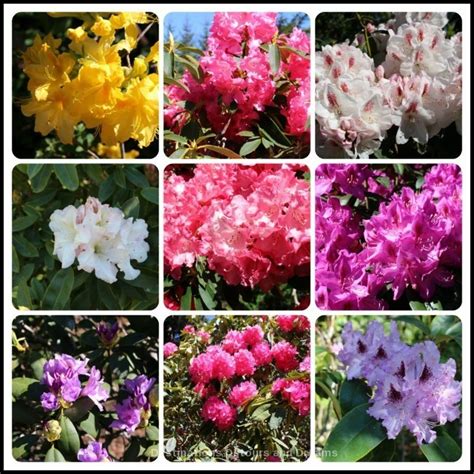 Rhododendrons at Mendocino Coast Botanical Gardens | Destinations ...