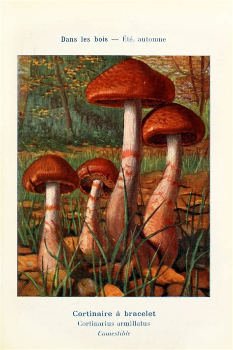 Mushrooms Century Vintage Old Free Stock Photo - Public Domain Pictures