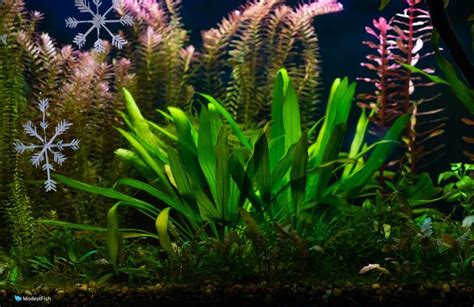 Amazon Sword (Echinodorus Grisebachii) Care In Aquariums