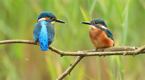 Eight facts about kingfishers | Scottish Wildlife Trust