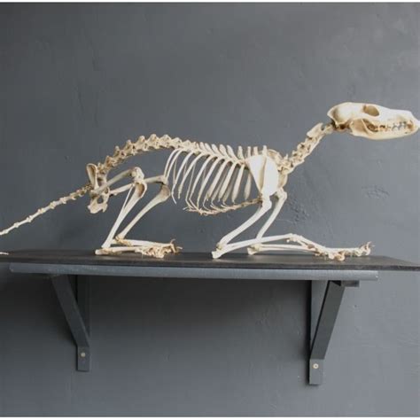 fox skeleton mounted fox skeleton ~ Useful for studying fox anatomy | Fox anatomy, Animal ...