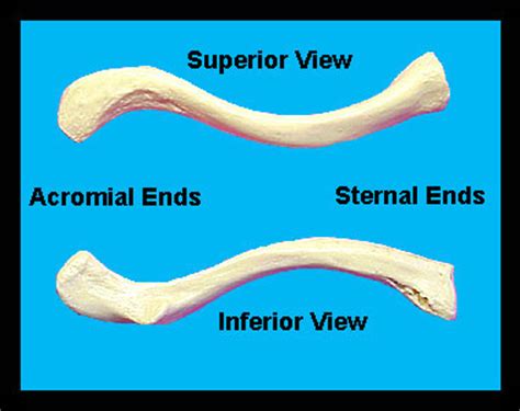 Sternal End Of Clavicle Articulates With - slideshare