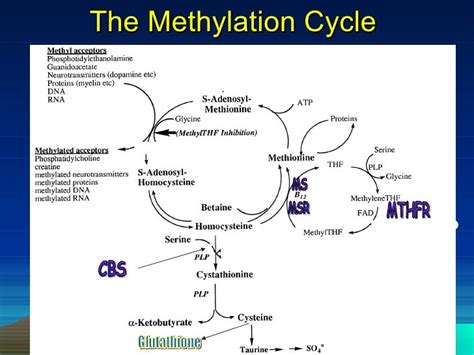 METHYLATION CYCLE AND IT\'S POLYMORPHISM