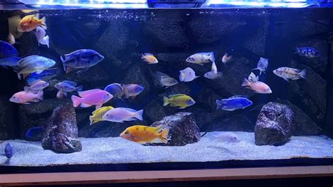 My 600L Peacock/Hap aquarium : r/Cichlid