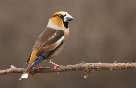 Hawfinch