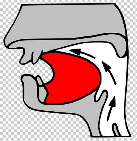 Retroflex Consonant Alveolar Consonant Apical Consonant Place Of Articulation Velar Consonant ...