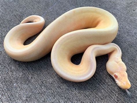 Baby Albino Spinner Ball Python for sale | Snakes at Sunset