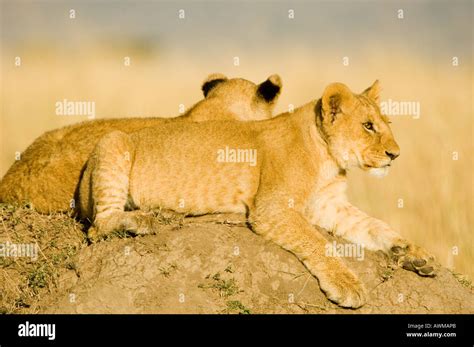 2 lion cubs in Kenya's Masai Mara Stock Photo - Alamy